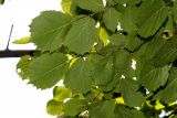 Corylus mandshurica