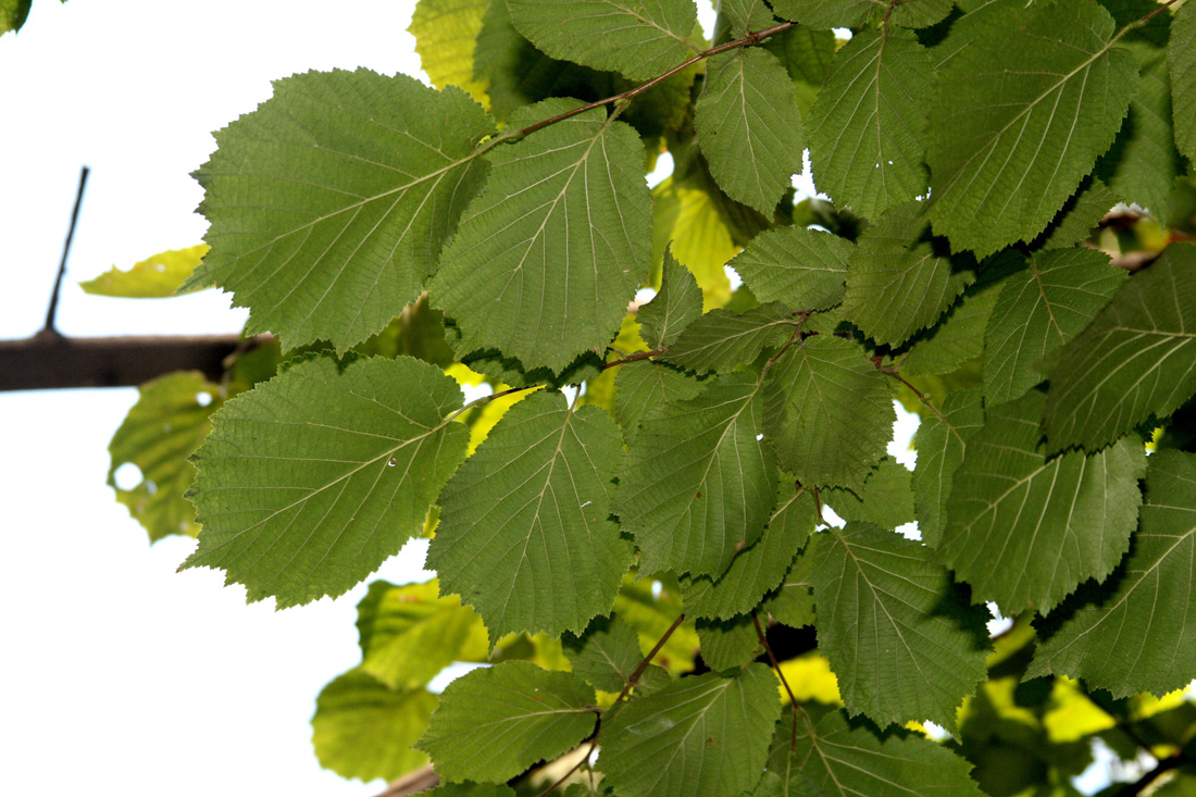 Image of Corylus mandshurica specimen.