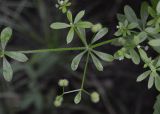 Galium aparine