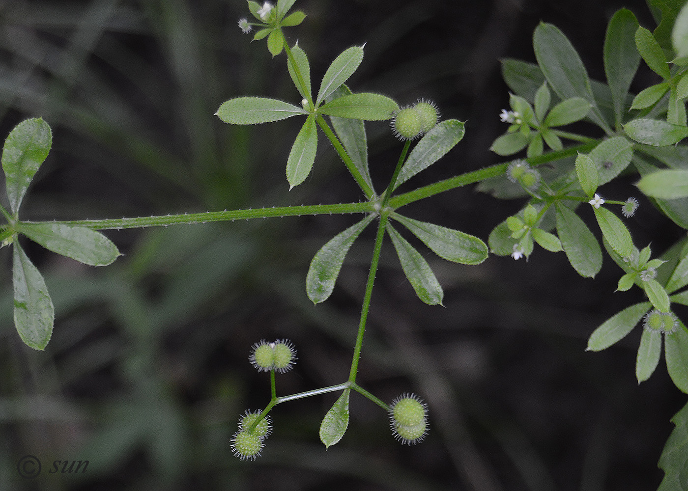 Image of Galium aparine specimen.