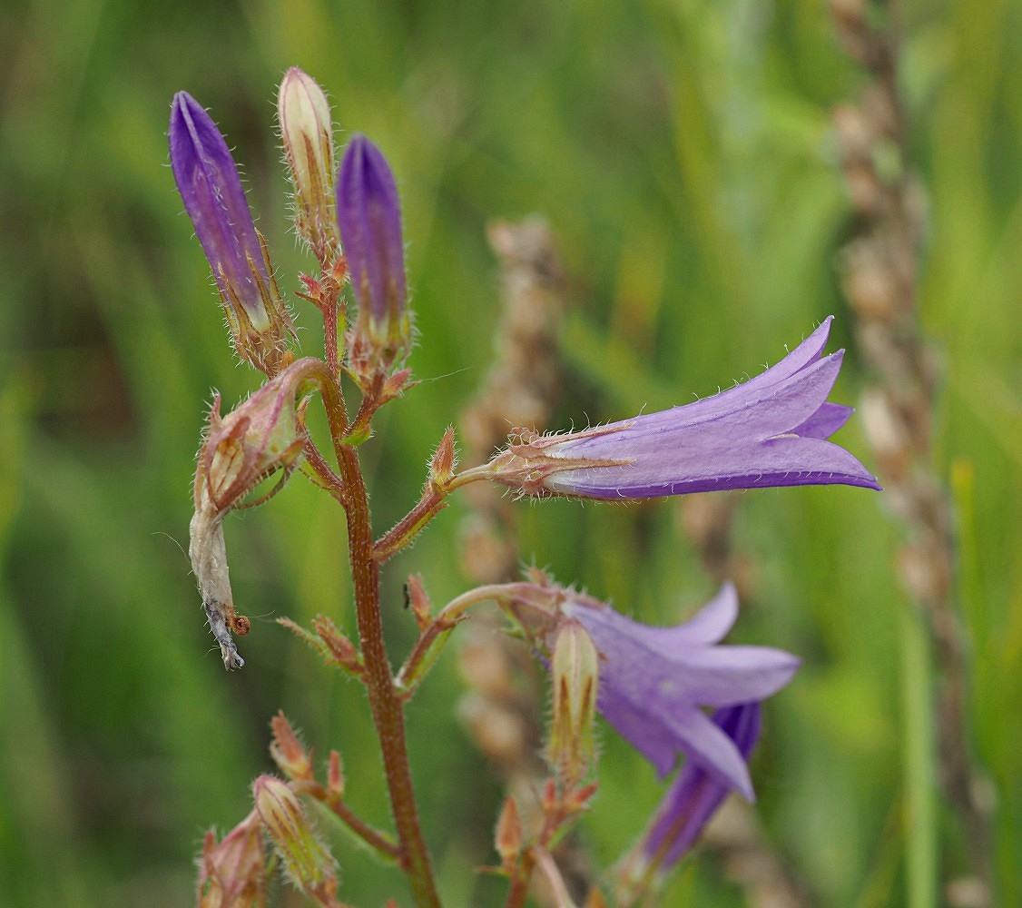 Image of Campanula sibirica specimen.