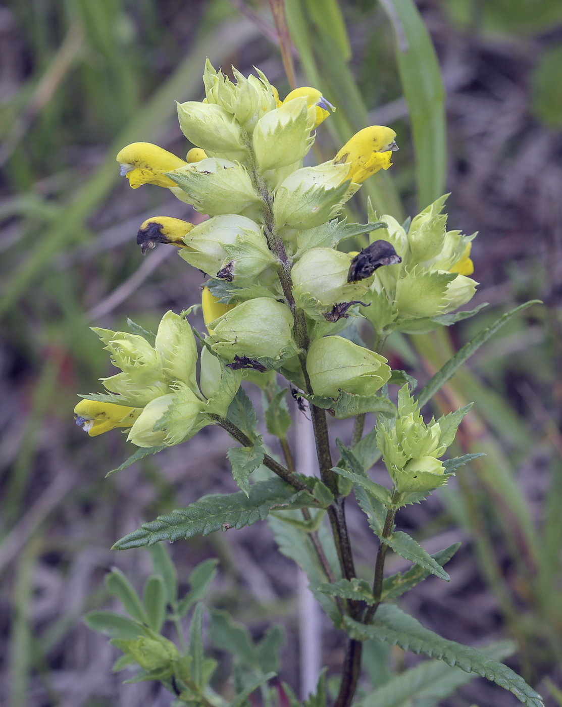 Изображение особи Rhinanthus minor.