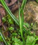 genus Sisyrinchium