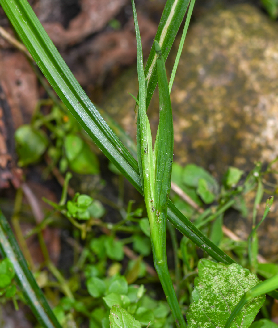 Image of genus Sisyrinchium specimen.