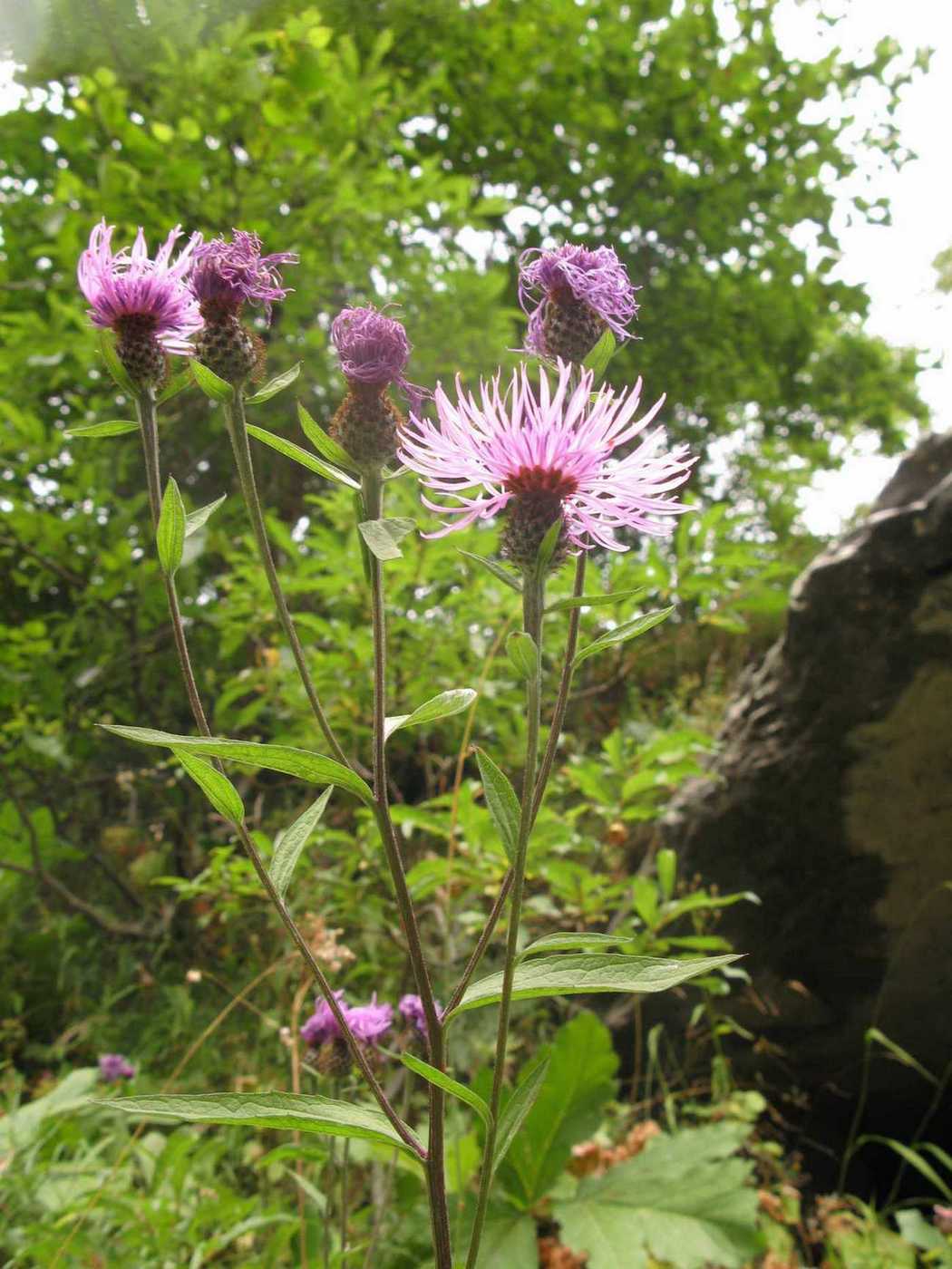 Image of Centaurea salicifolia specimen.