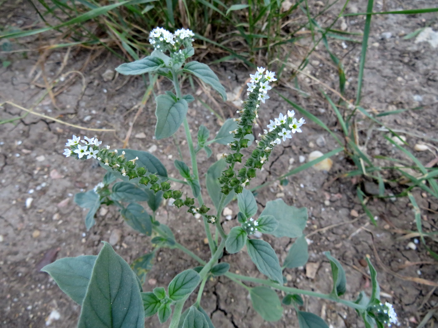 Изображение особи Heliotropium europaeum.