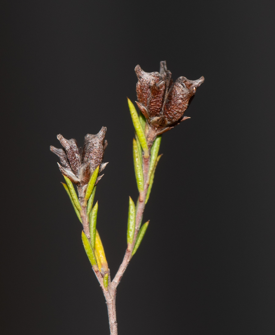 Image of Coleonema pulchellum specimen.