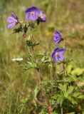 Geranium pratense. Верхушка цветущего растения. Архангельская обл., Вельский р-н, пос. Усть-Шоноша, высокий берег р. Вель. 10 июля 2010 г.