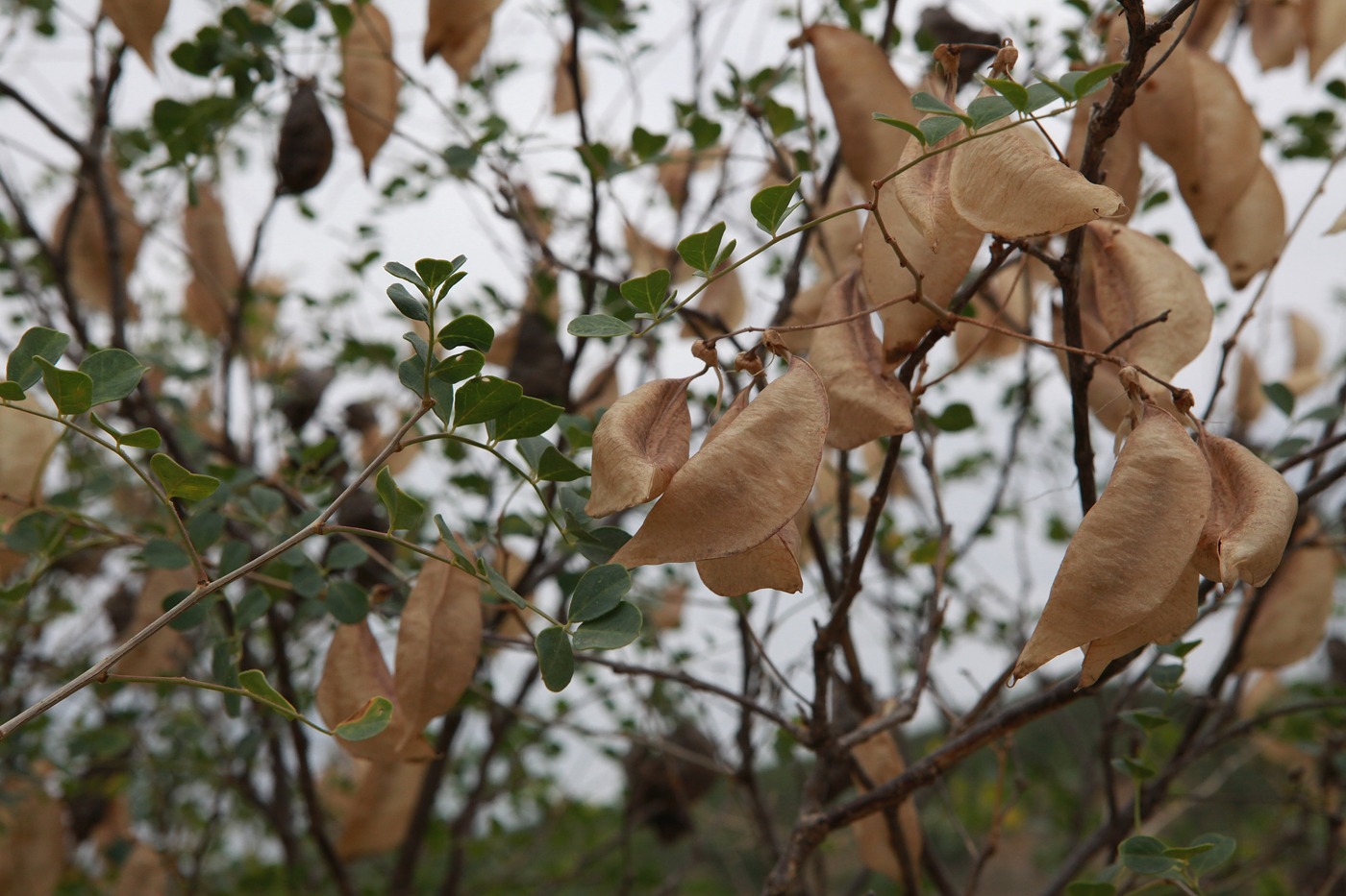 Image of Colutea armena specimen.