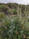 Artemisia borealis. Цветущее растение (в центре куртины - Pachypleurum alpinum(?)). Гыданский п-ов, побережье Обской губы, вершина холма. 06.08.2021.