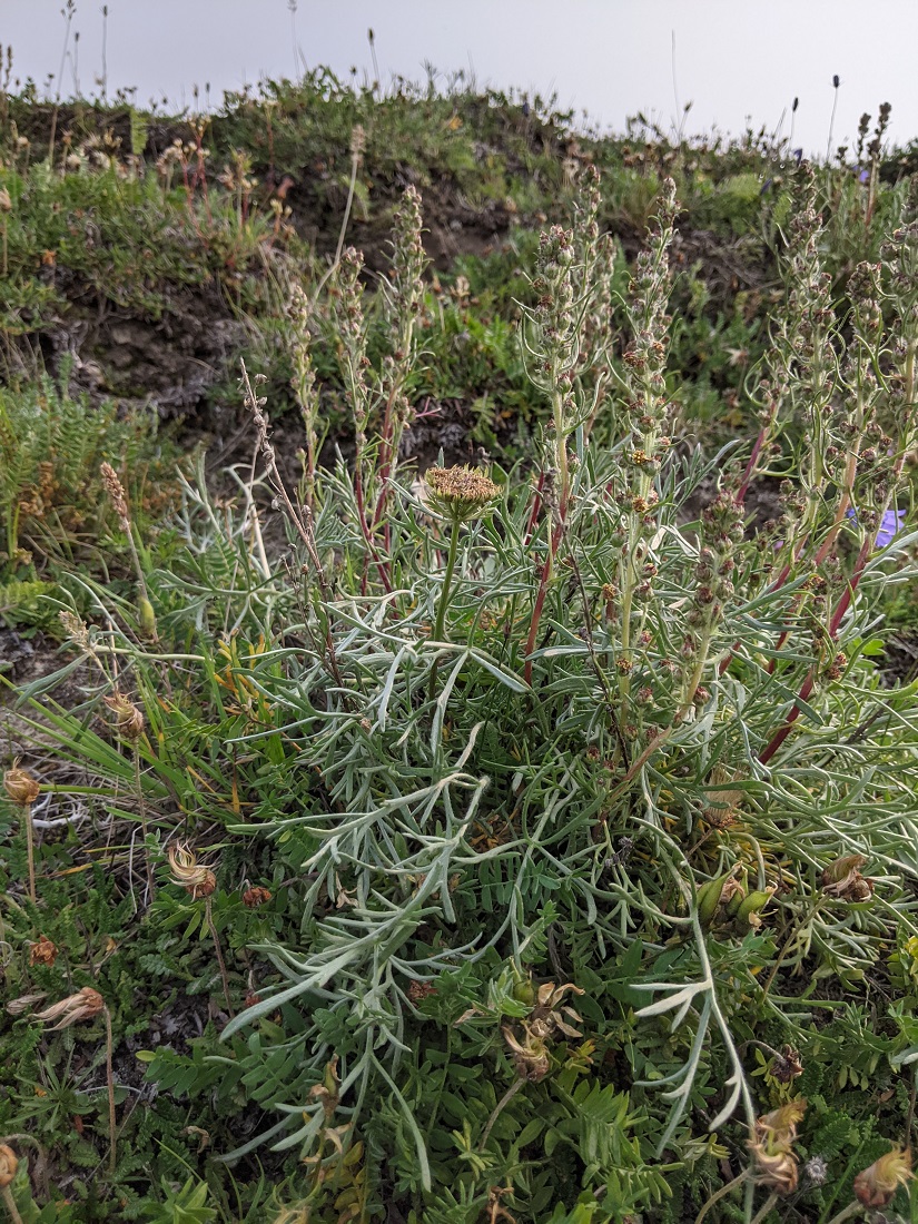 Изображение особи Artemisia borealis.