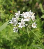 Allium ramosum