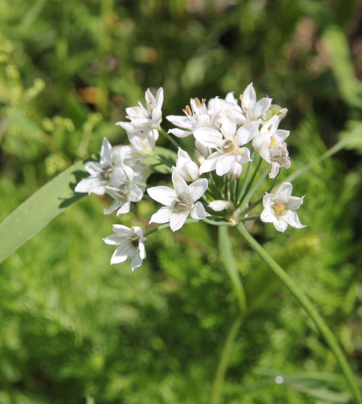 Image of Allium ramosum specimen.