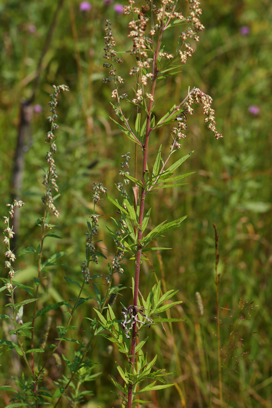 Изображение особи Artemisia vulgaris.