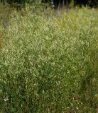 Melilotus albus