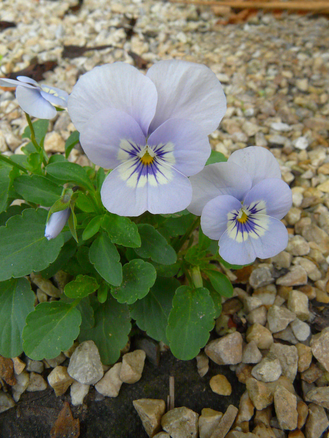 Image of Viola wittrockiana specimen.