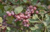 Berberis nummularia