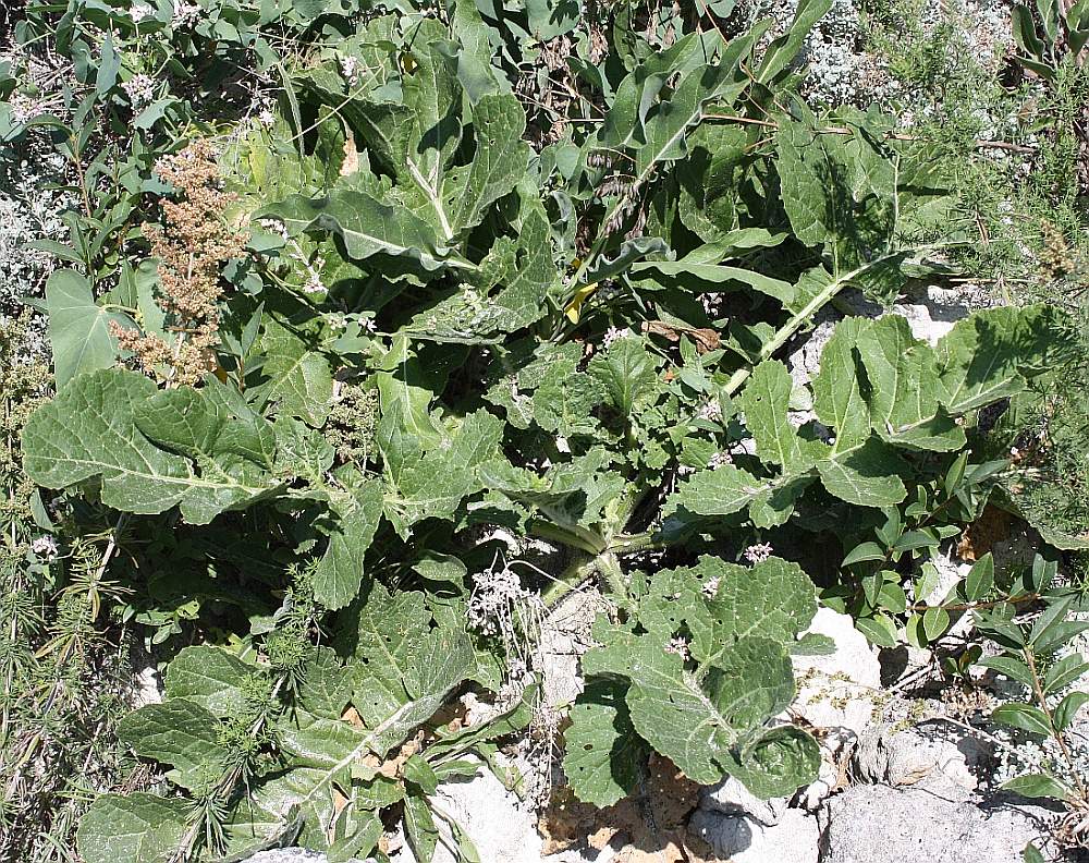 Image of Crambe koktebelica specimen.