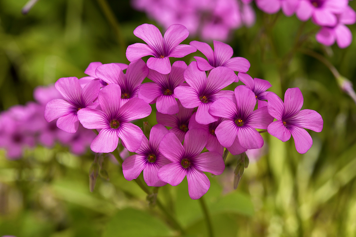 Image of Oxalis articulata specimen.