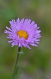 Erigeron venustus. Соцветие-корзинка. Республика Северная Осетия-Алания, Ирафский р-н, Большой Кавказ, правый склон долины безымянного левого притока р. Хуппара, ≈ 2600 м н.у.м., субальпийский луг. 06.07.2021.