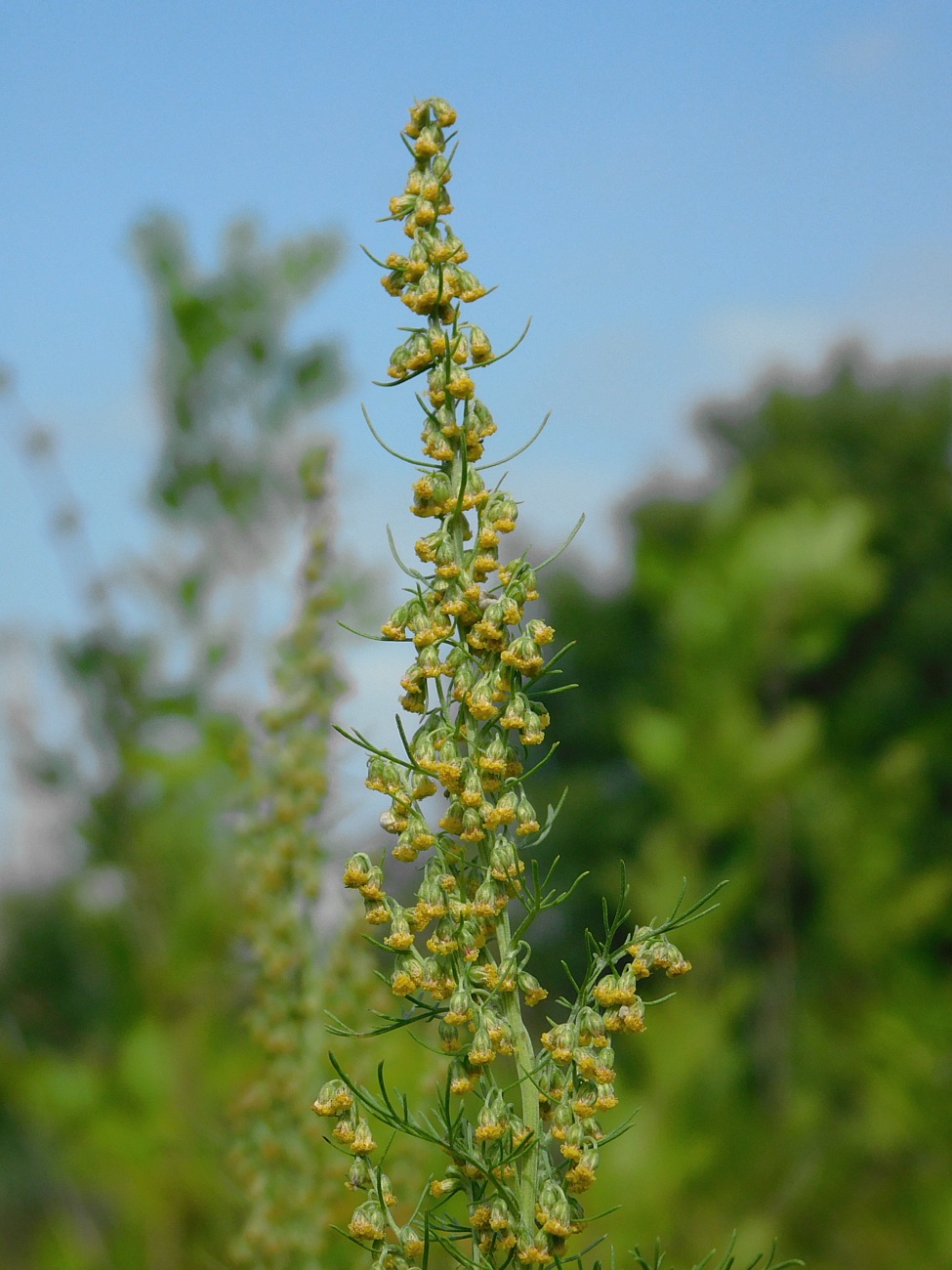 Изображение особи Artemisia abrotanum.