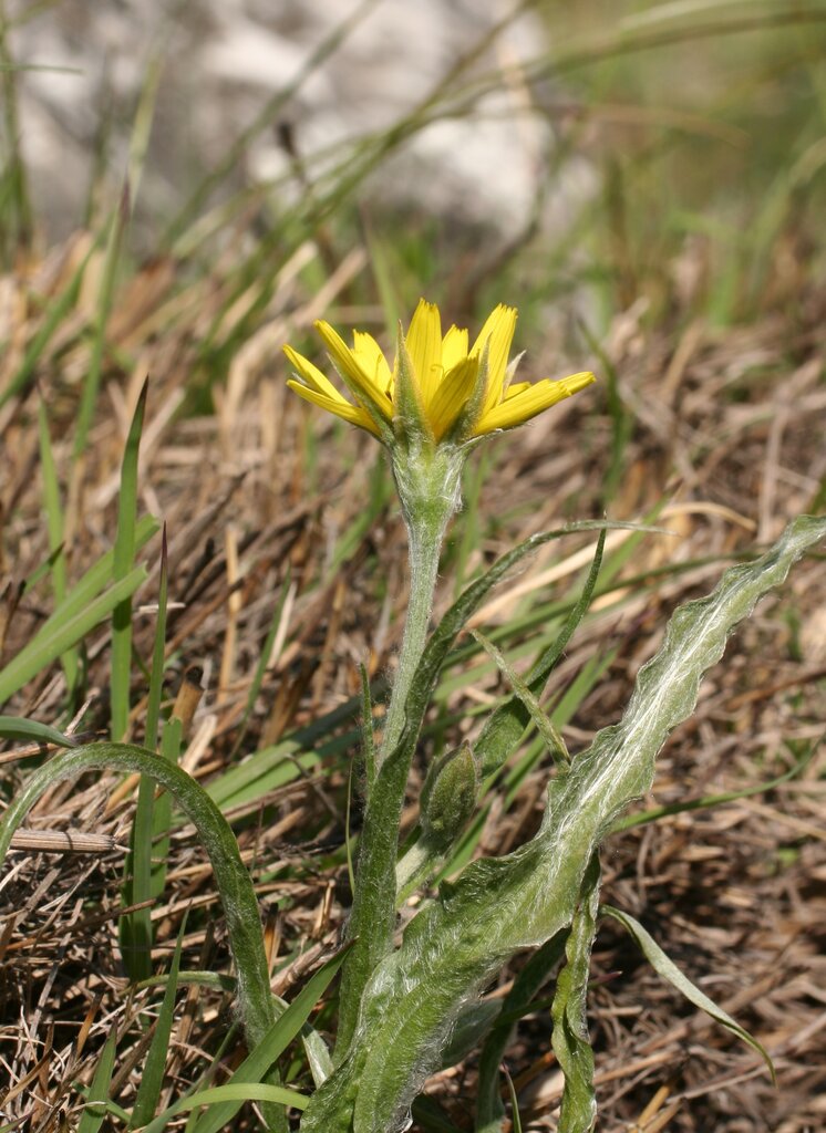 Image of Scorzonera sublanata specimen.