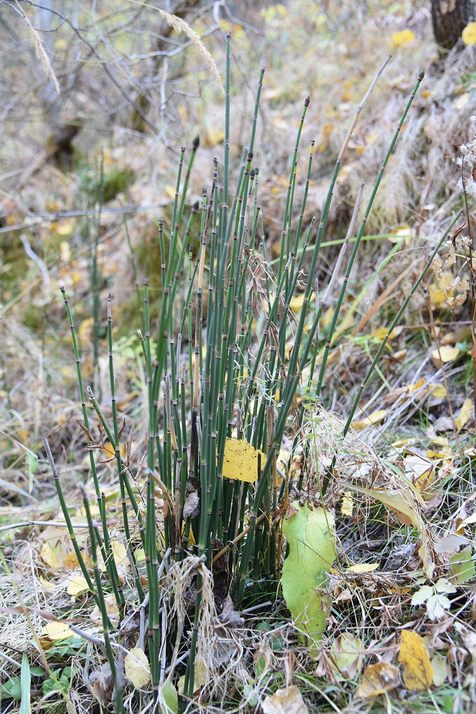 Изображение особи Equisetum hyemale.