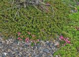 Gaultheria antarctica. Плодоносящие растения в смеси с Empetrum rubrum (сзади) и Baccharis tricuneata (справа). Аргентина, пров. Санта-Круз, нац. парк «Лос-Гласьярес», долина р. de las Vueltas выше г. Эль Чалтен, галечник по берегу. 14.03.2014.