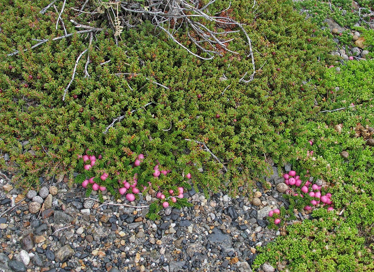 Image of Gaultheria antarctica specimen.