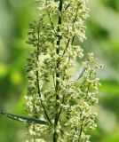 род Rumex