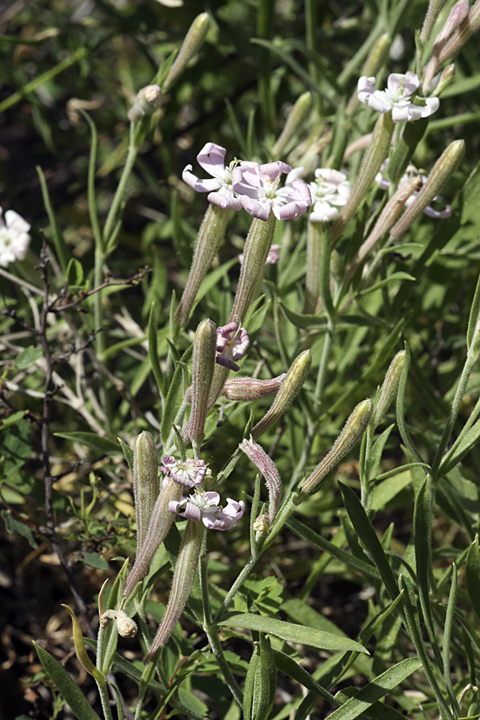 Изображение особи Silene guntensis.