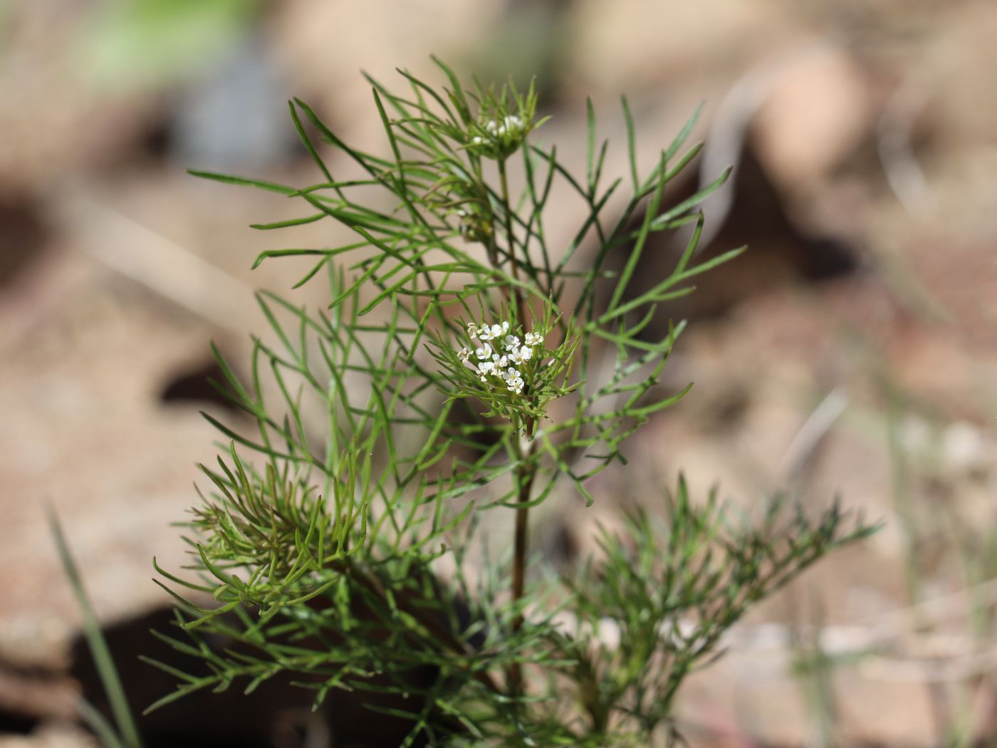 Изображение особи Scandix stellata.