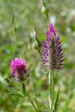 Trifolium purpureum. Верхушки побегов с соцветиями. Израиль, лес Бен-Шемен. 09.04.2022.