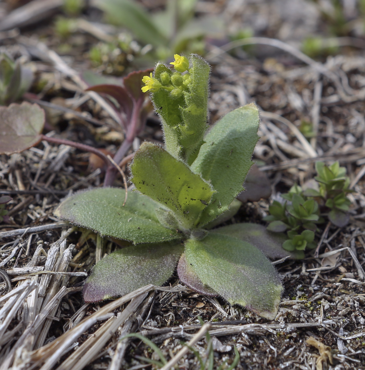 Image of Draba nemorosa specimen.