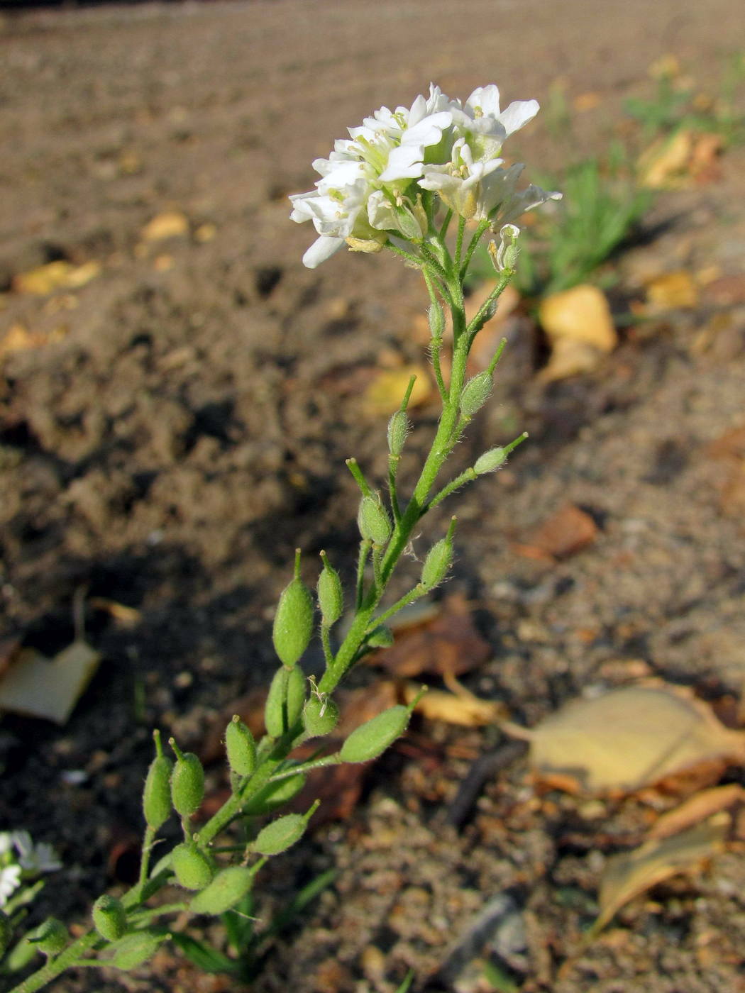 Image of Berteroa incana specimen.