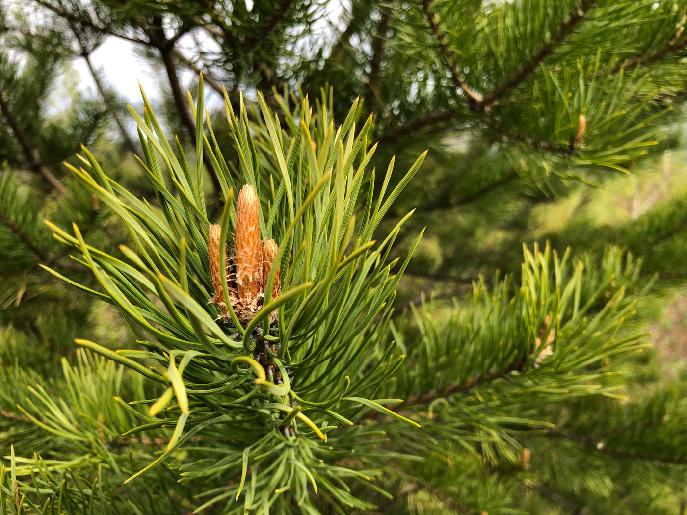 Изображение особи род Pinus.