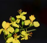 Parkinsonia florida