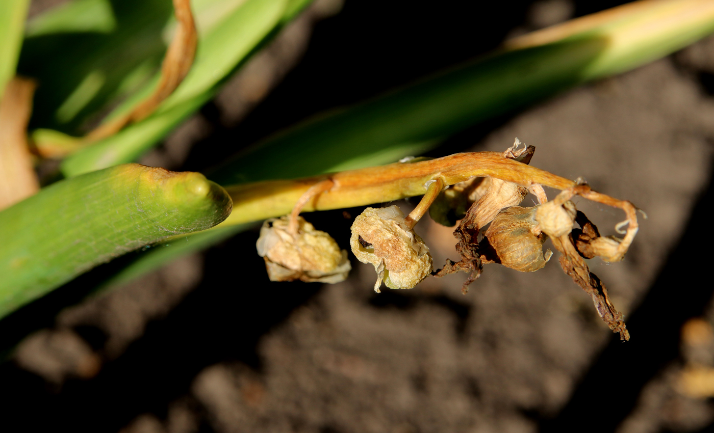 Image of Hyacinthus orientalis specimen.