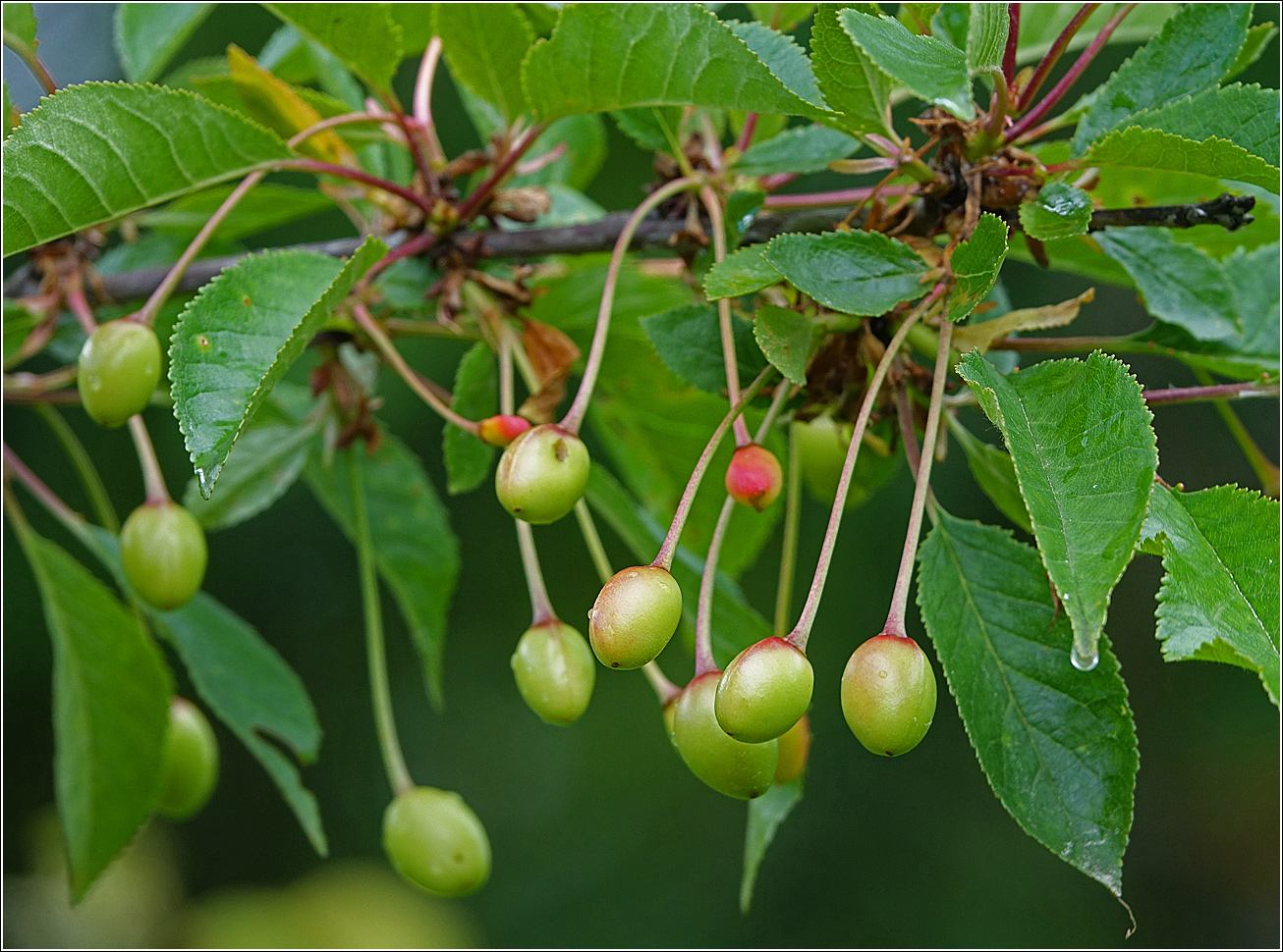 Изображение особи Cerasus vulgaris.