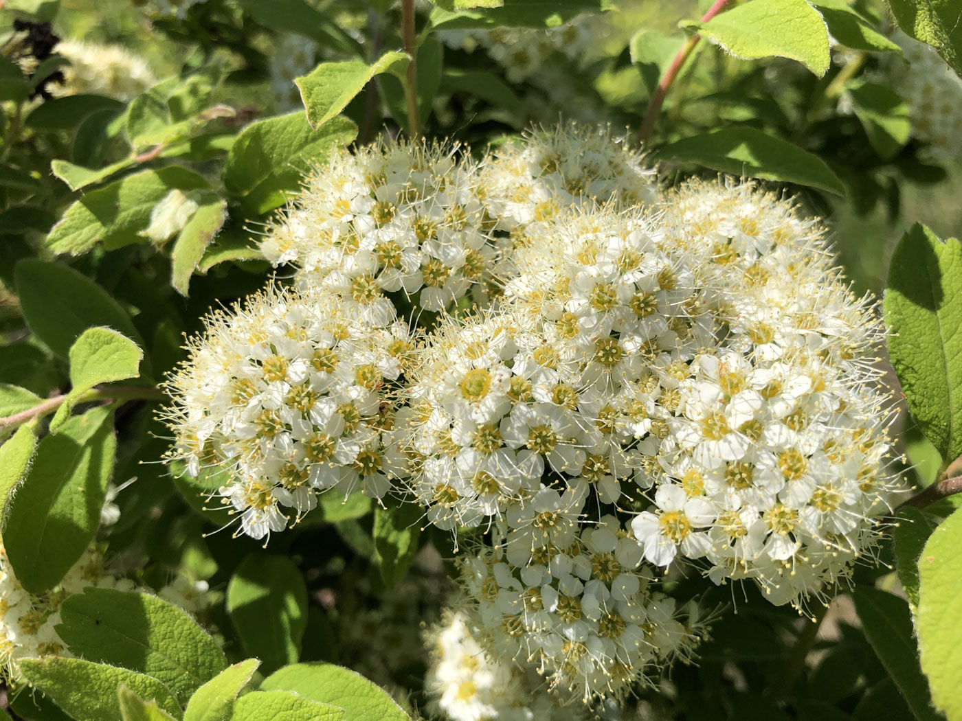 Image of Spiraea media specimen.