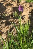 Dactylorhiza baltica