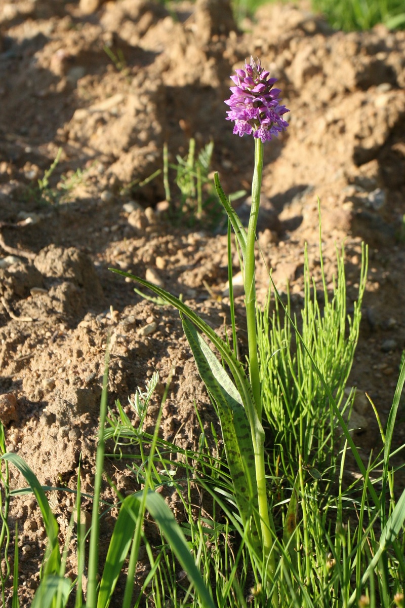 Изображение особи Dactylorhiza baltica.