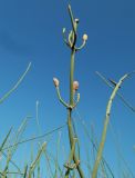 Ephedra foeminea