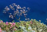 Gypsophila pacifica. Верхняя часть цветущего растения. Приморский край, Ольгинский р-н, окр. пос. Тимофеевка, мыс Четырёх Скал, по кромке приморского обрыва. 02.09.2022.