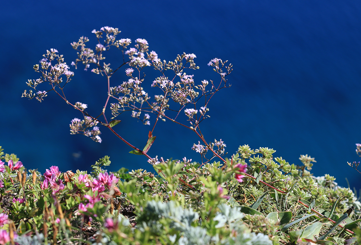 Image of Gypsophila pacifica specimen.