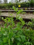 Chelidonium majus. Цветущее и плодоносящее растение. Московская обл., ГО Подольск, мкр-н Климовск, балласт железной дороги. 12.09.2022.