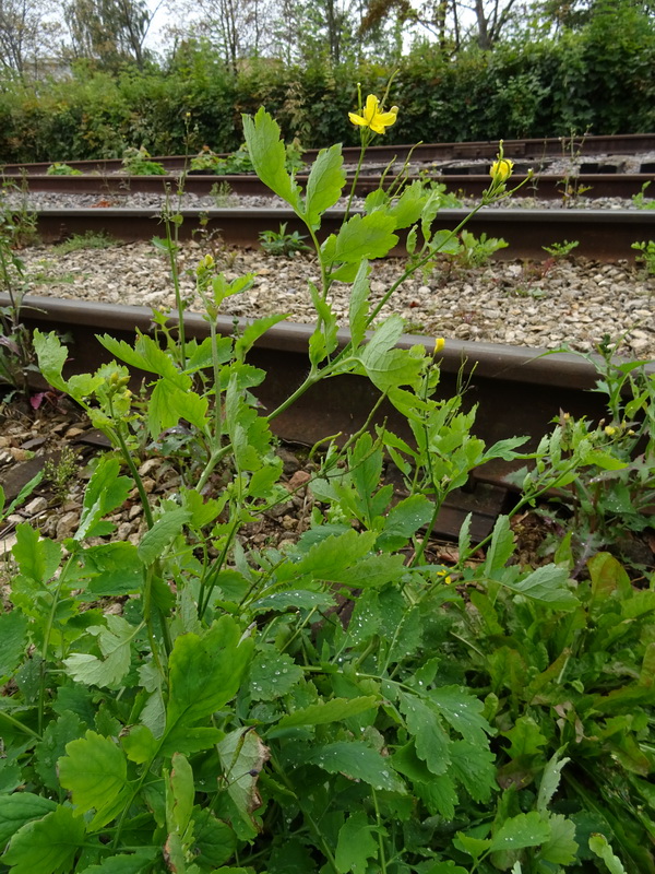 Image of Chelidonium majus specimen.