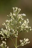 Silene wolgensis