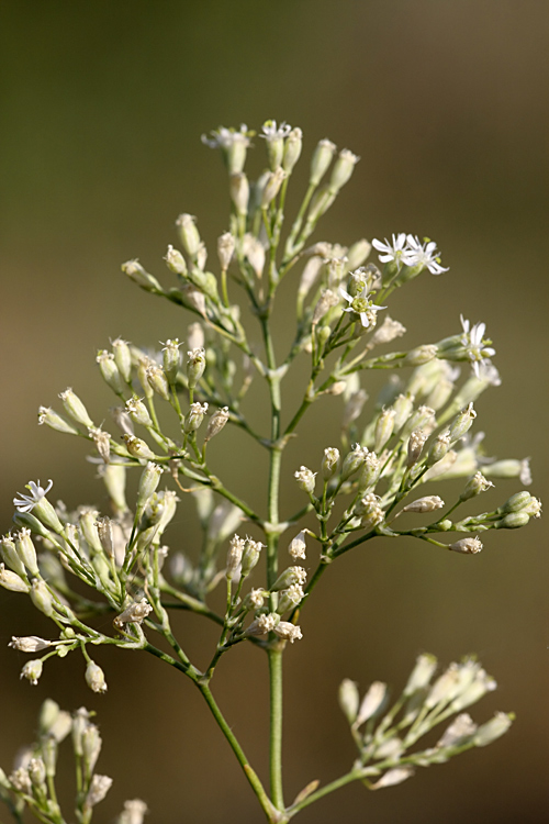 Image of Silene wolgensis specimen.