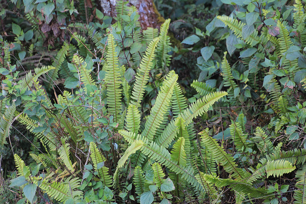 Изображение особи род Nephrolepis.